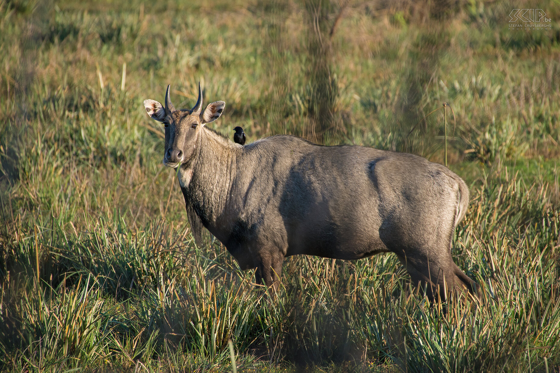 Keoladeo - Nilgai The nilgai (Boselaphus tragocamelus), sometimes called nilgau, is the largest Asian antelope. Stefan Cruysberghs